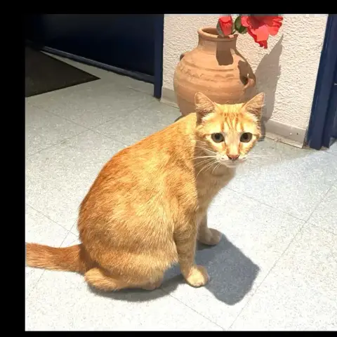 Zina