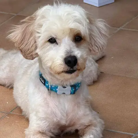 ✨️ Qormi ✨️ 🐶