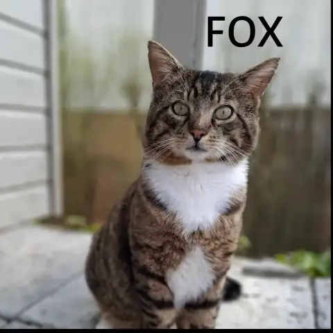 Fox photo 2