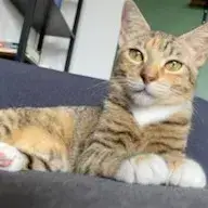 Ciboulette