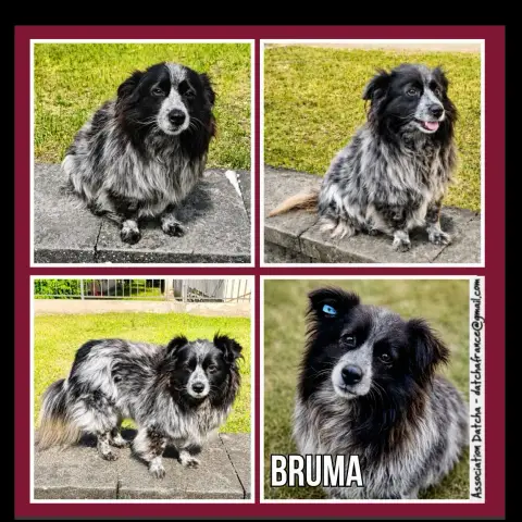 Bruma