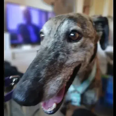 Leon photo 3