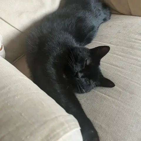 Minou