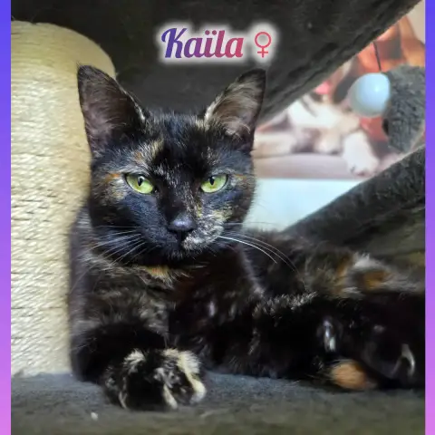 Kaïla