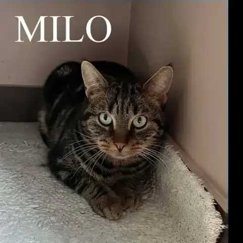 Milo photo 3