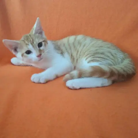 Paco photo 2