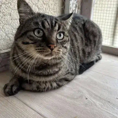 Tigrou