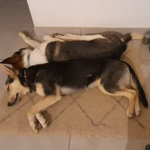 Luna Chienne photo 3