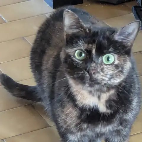 Tiaré