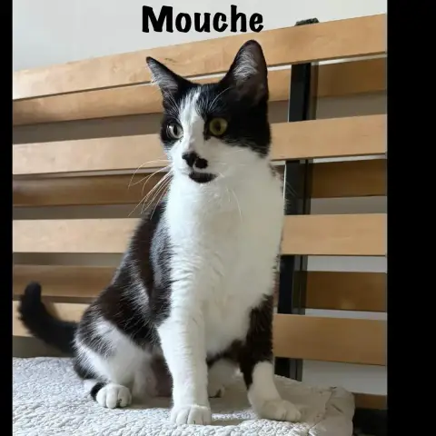 Mouche
