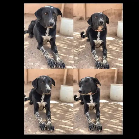 Pongo