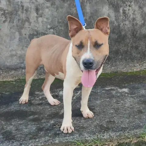 Balou