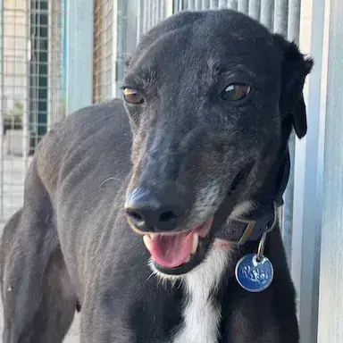 Moro Galgo photo 2