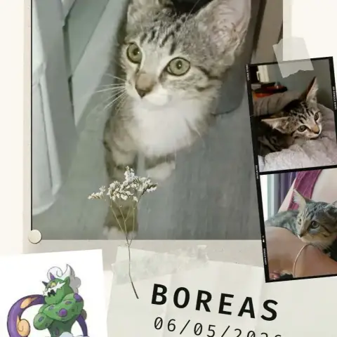 Boreas photo 3