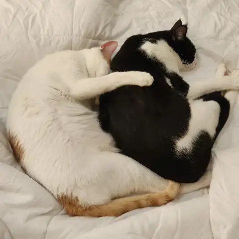 Saiki Et Kupid photo 2
