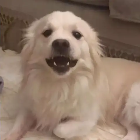 Ted