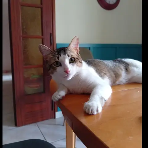 Shafu photo 3