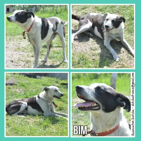 Bim