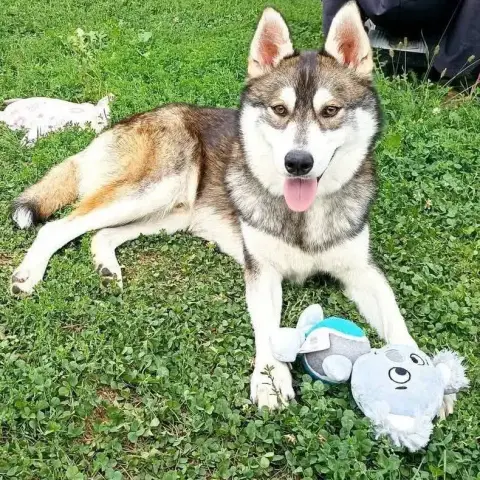 Balto