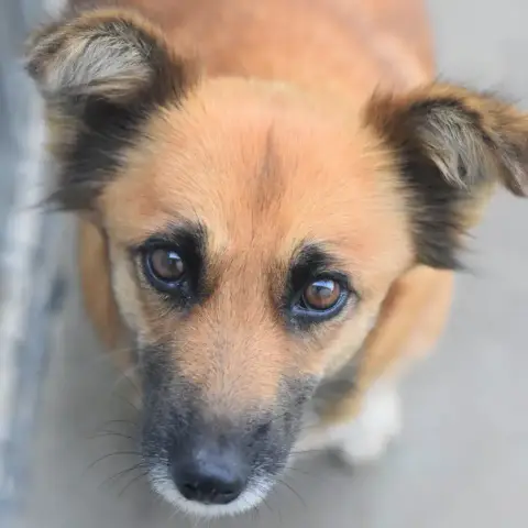 Melba