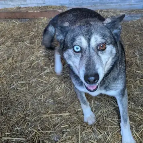 Igor photo 2