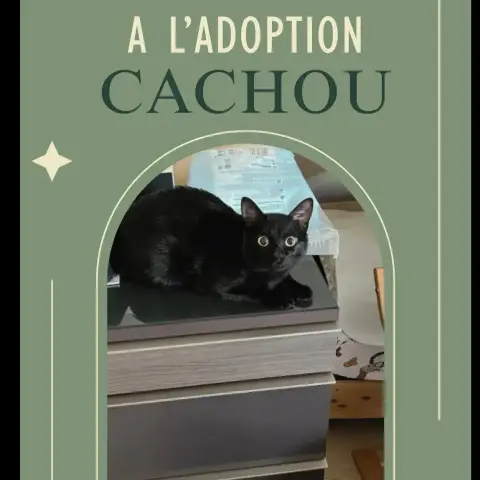 Cachou