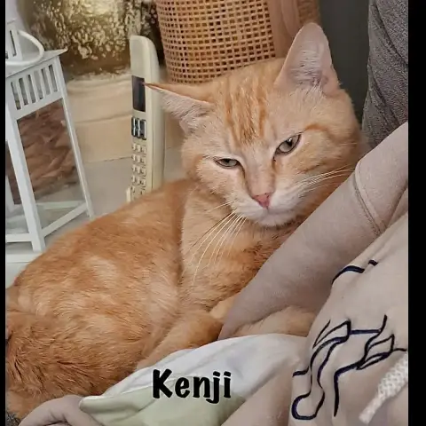Kenji