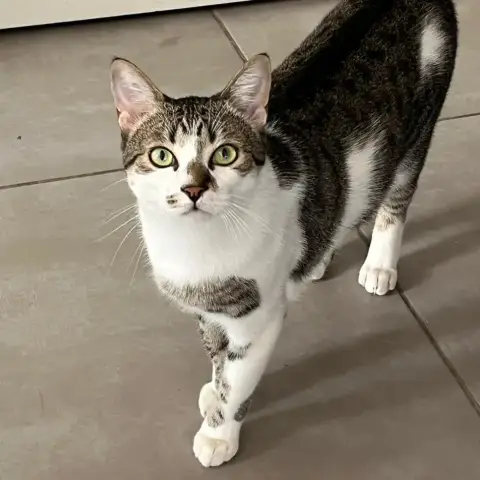 Yoda