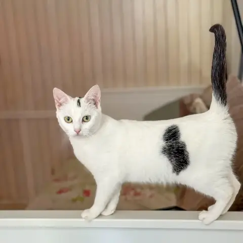 Katara