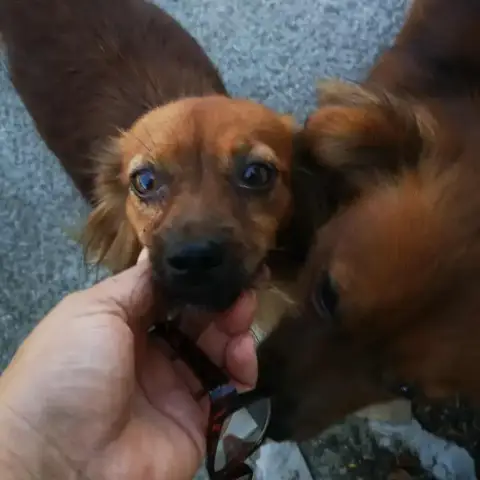 Bonnie Et Clyde photo 2