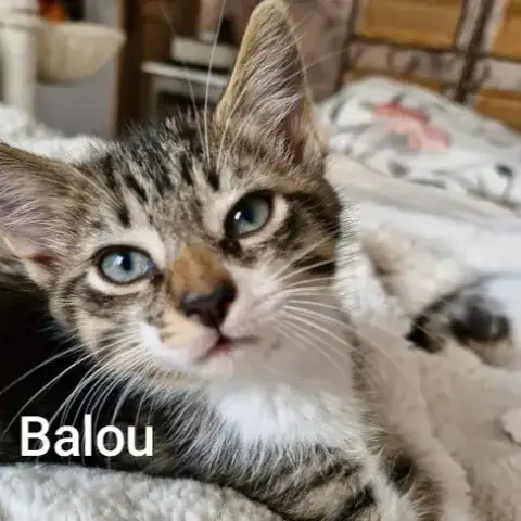 Balou  A Réserver
