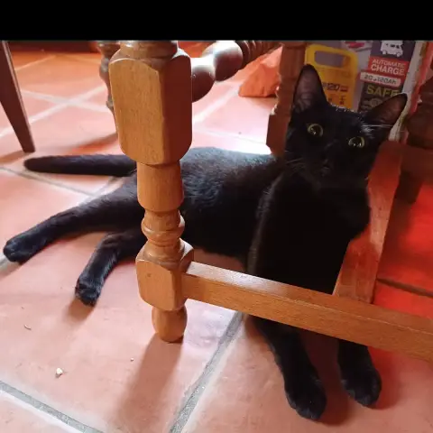 Bagheera