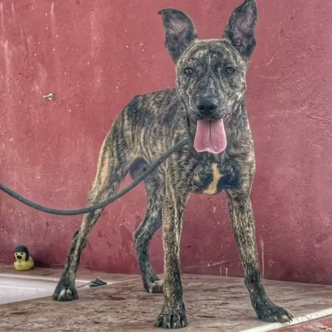 Bandit