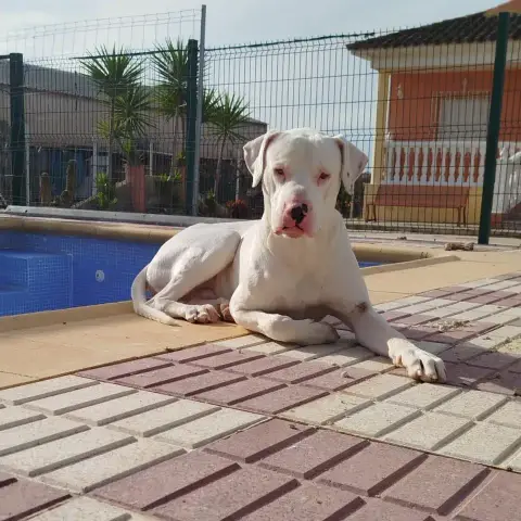 Olaf photo 3