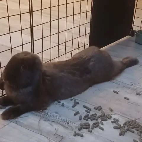 Noxie