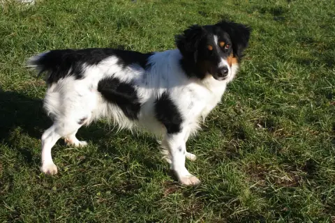 Oscar