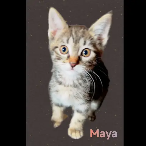 Maya