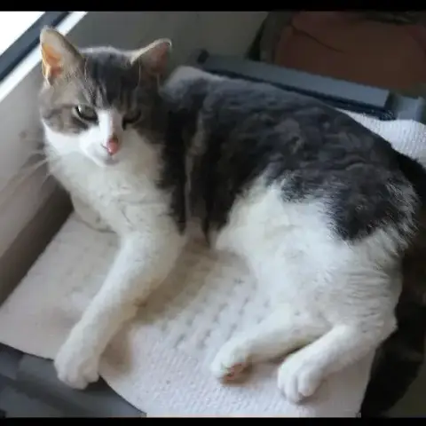 Sacha