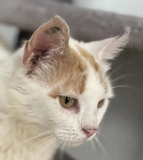 Aimée