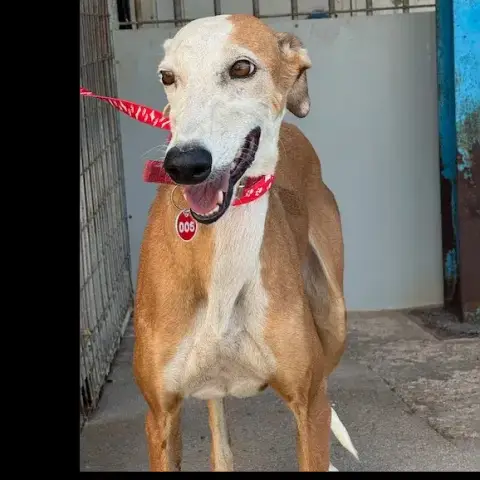 Careta Galga