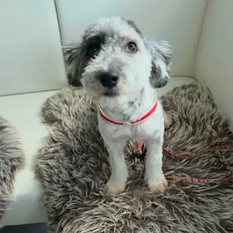 Milou