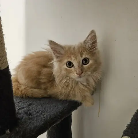 Bueno
