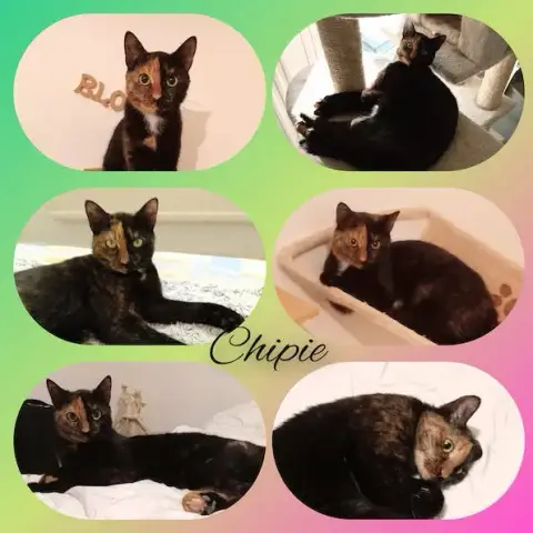 Chipie