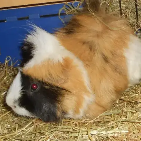 Pig
