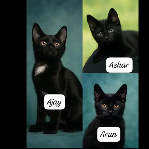 Ashar photo 3