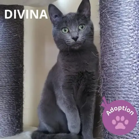 Divina Et Morticia photo 2