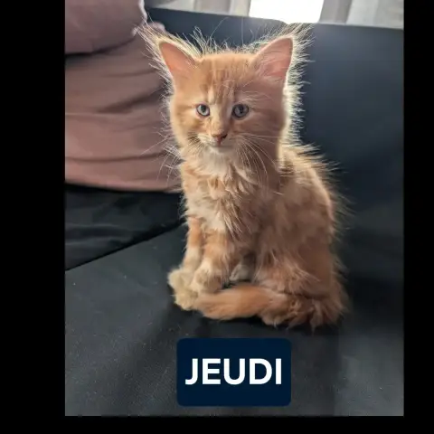 Lundi Mardi Jeudi photo 3