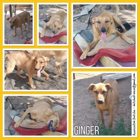 Ginger
