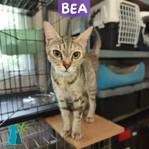Bea
