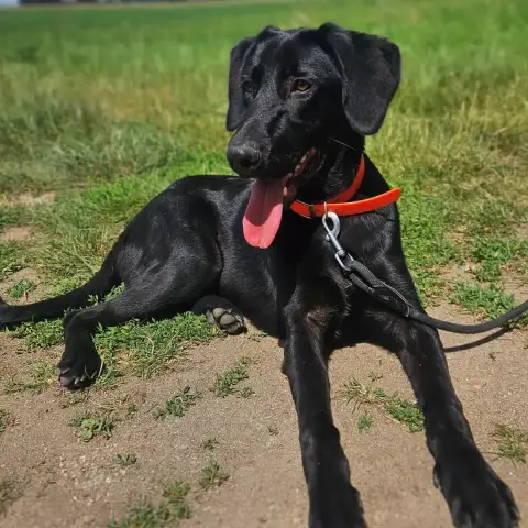 Simba